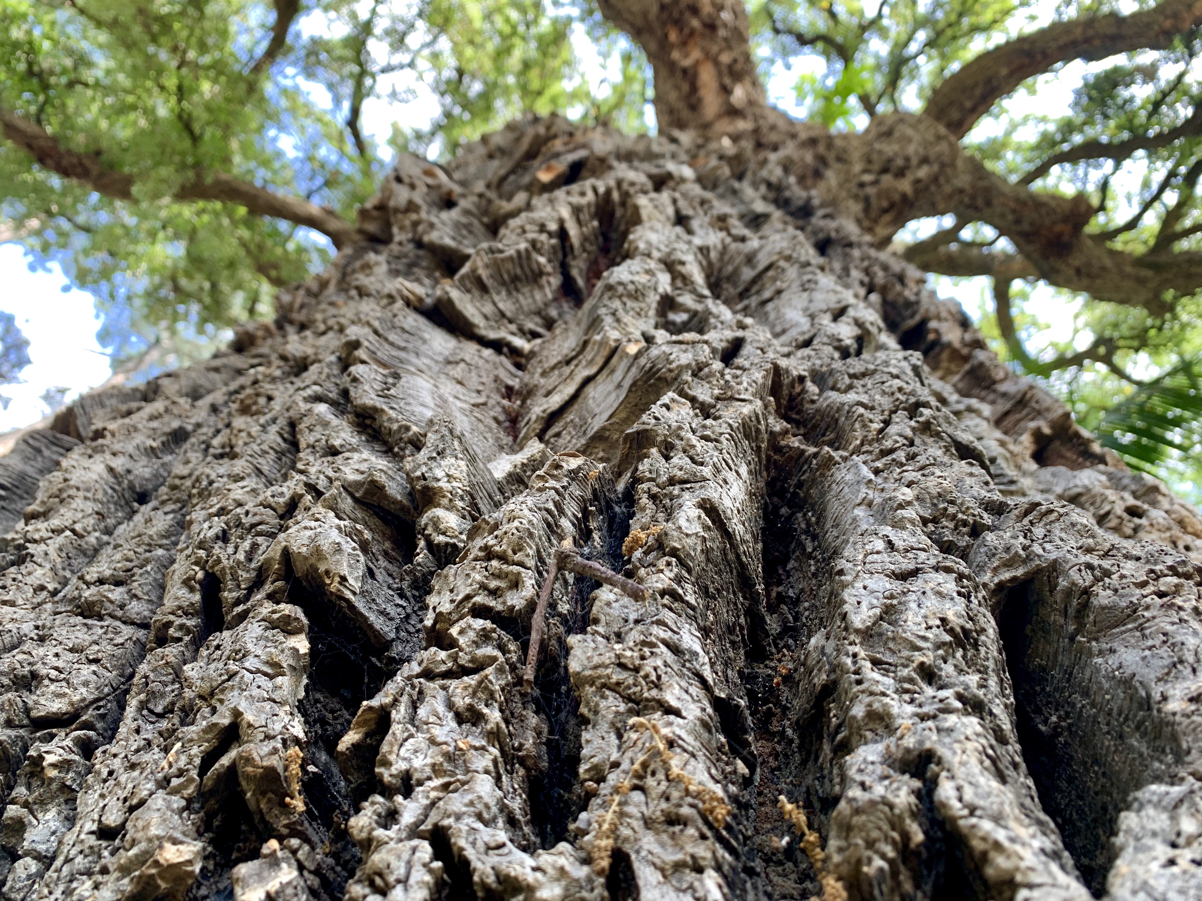 “Up close and personal” with the bark of the cork oak