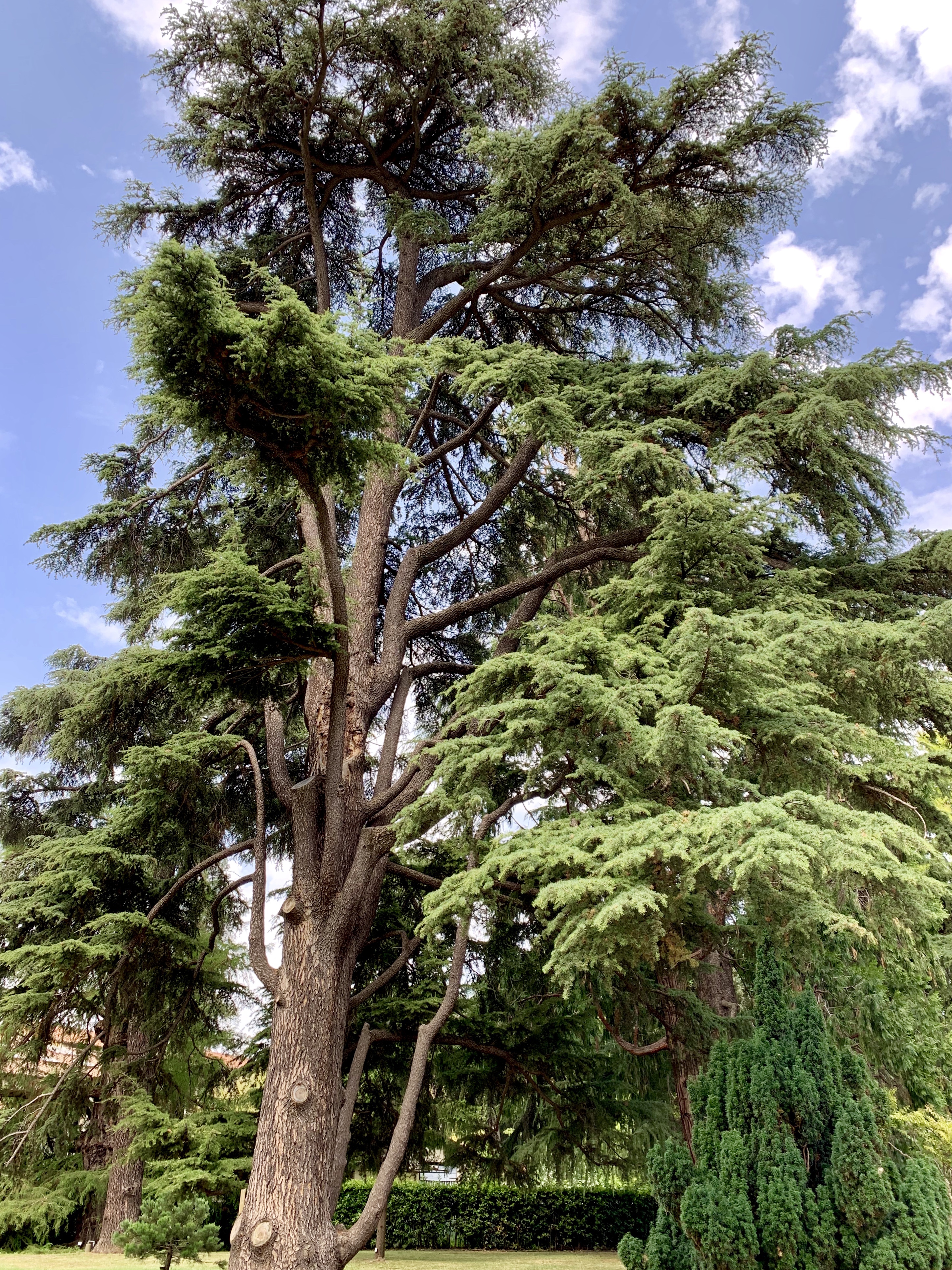 Unidentified evergreens