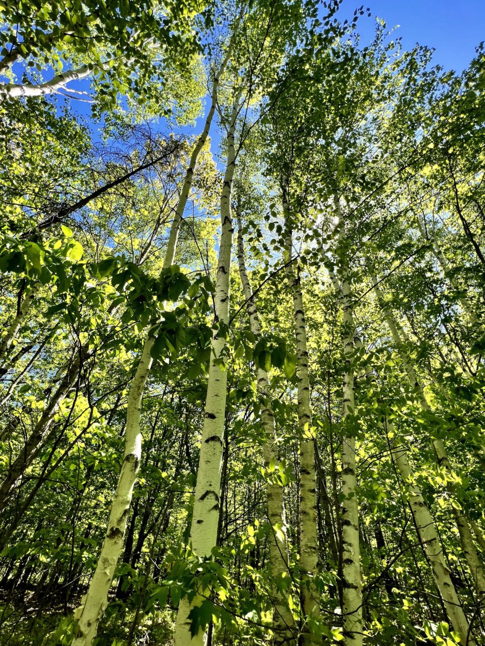 A nice clump of paper birch